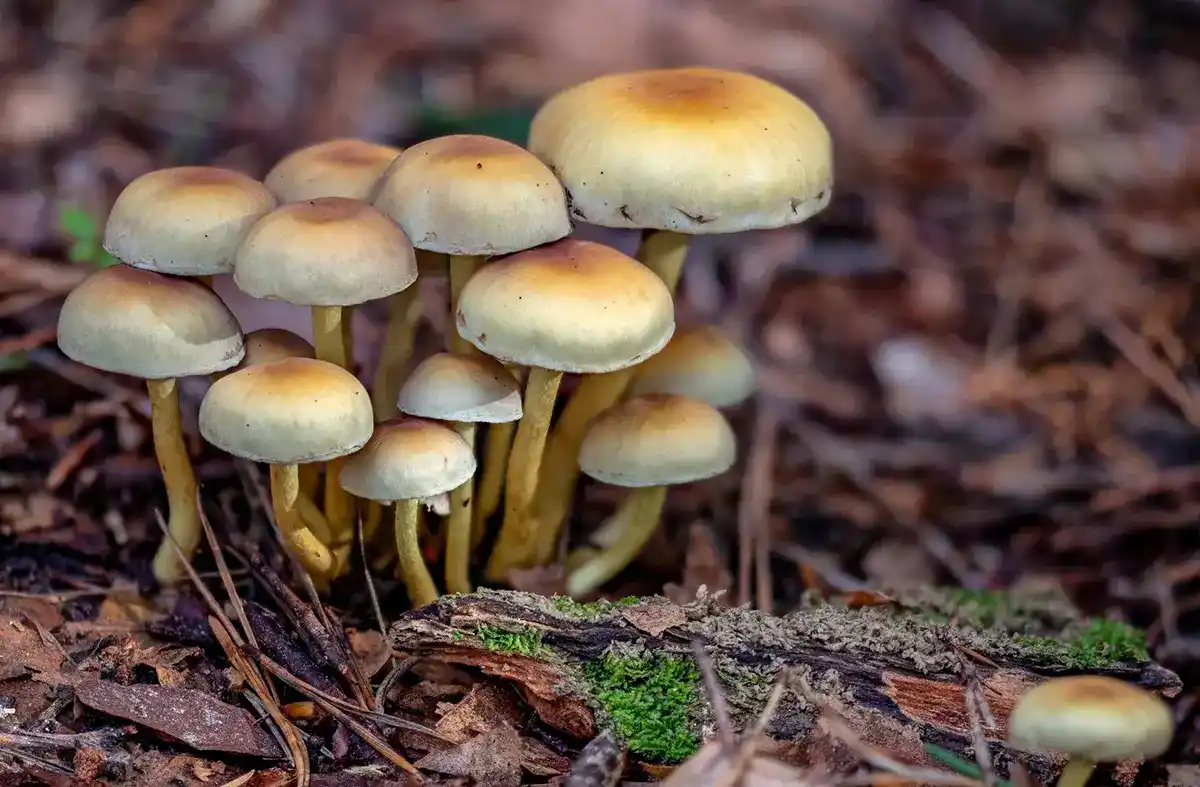 psilocybin mushrooms retreat