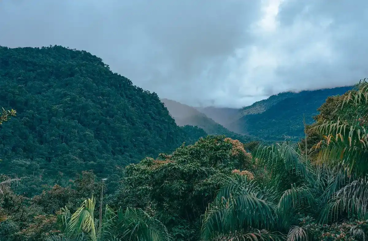 Ayahuasca ceremony at Ayniheal